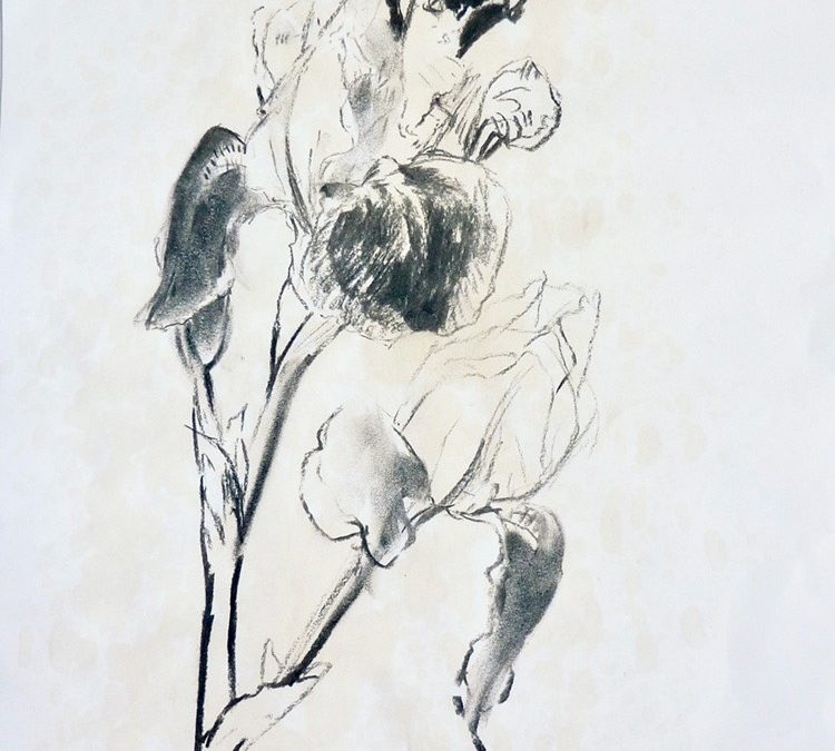 Iris studie 2