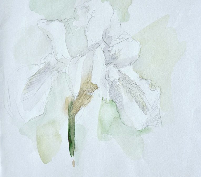 Iris studie